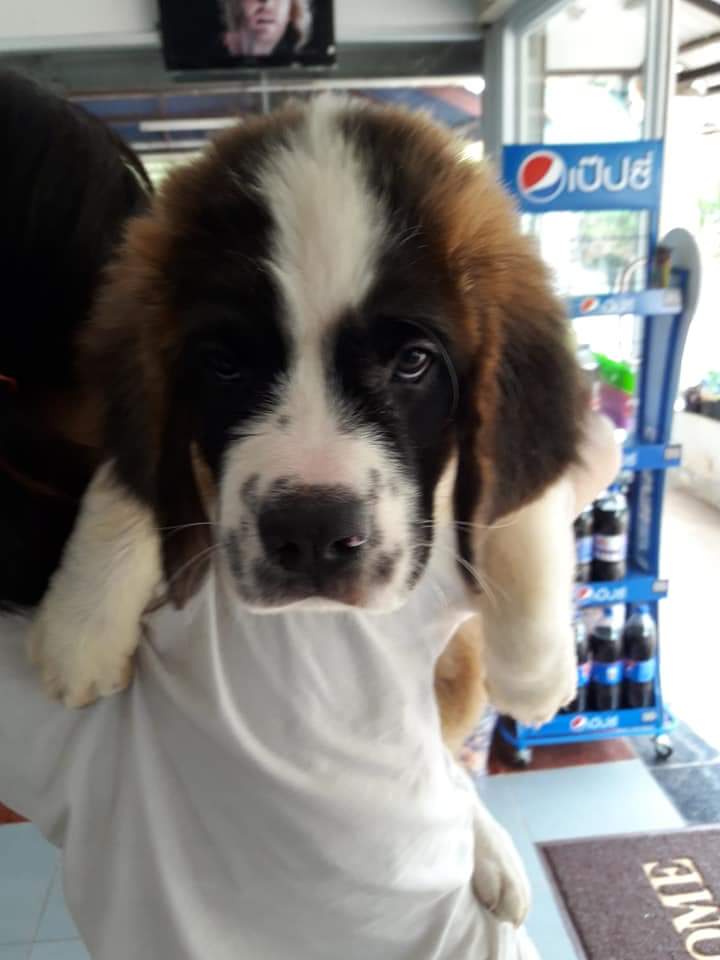 ลูกเซนต์เบอร์นาร์ด