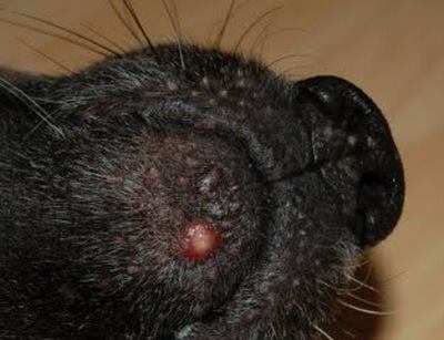 การเกิดสิว(หนอง)กับน้องหมา