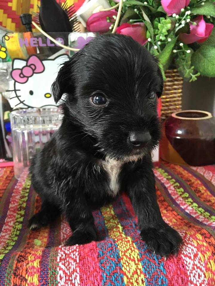 🐶น้องยอร์เชีย น่ารักๆ ราคาเบาๆ