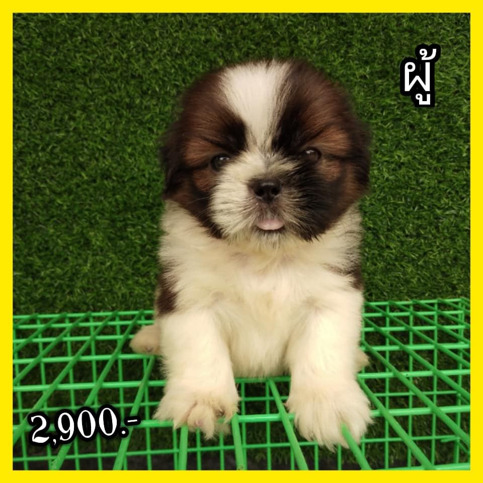 ขายลูกชิสุแท้ 100% น่ารักๆ อ้วนๆ