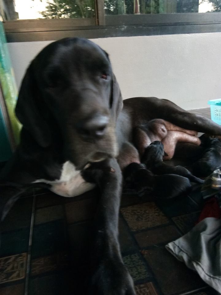 ขายเกรดเดนยักษ์ใหญ่ใจดี