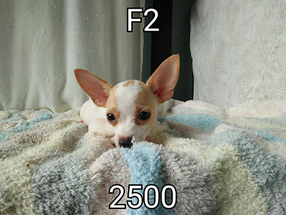 ขายชิวาวา ราคาตามรูปเลยนะคะ