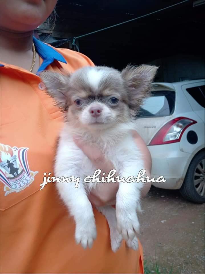 ขายชิวาว่าขนยาว🐾🐾 พร้อมย้ายบ้าน