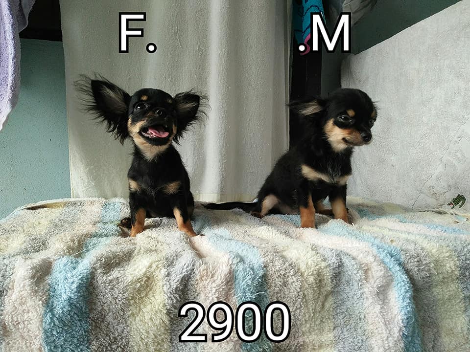 ขายชิวาวา ราคาตามรูปเลยนะคะ