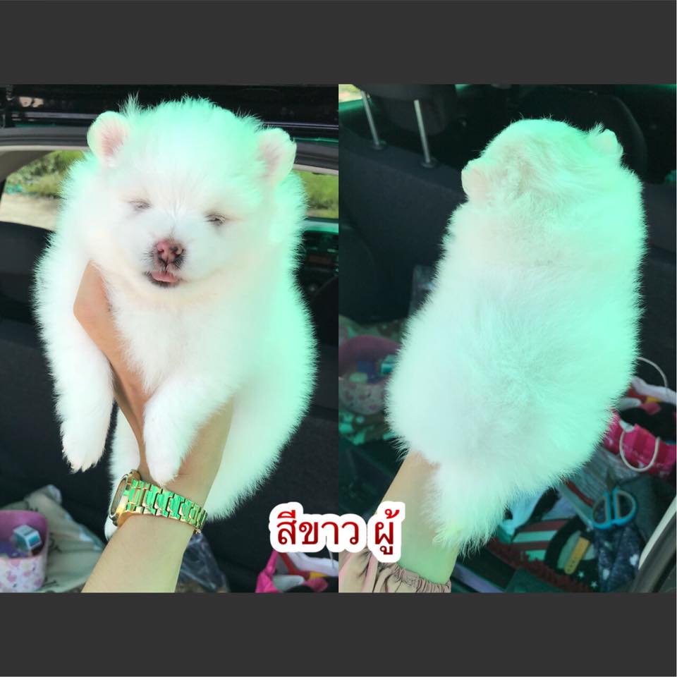 #เปิดจองๆ ปอมเมอเรเนียน หน้าหมี อายุ30วัน สีขาวครีม