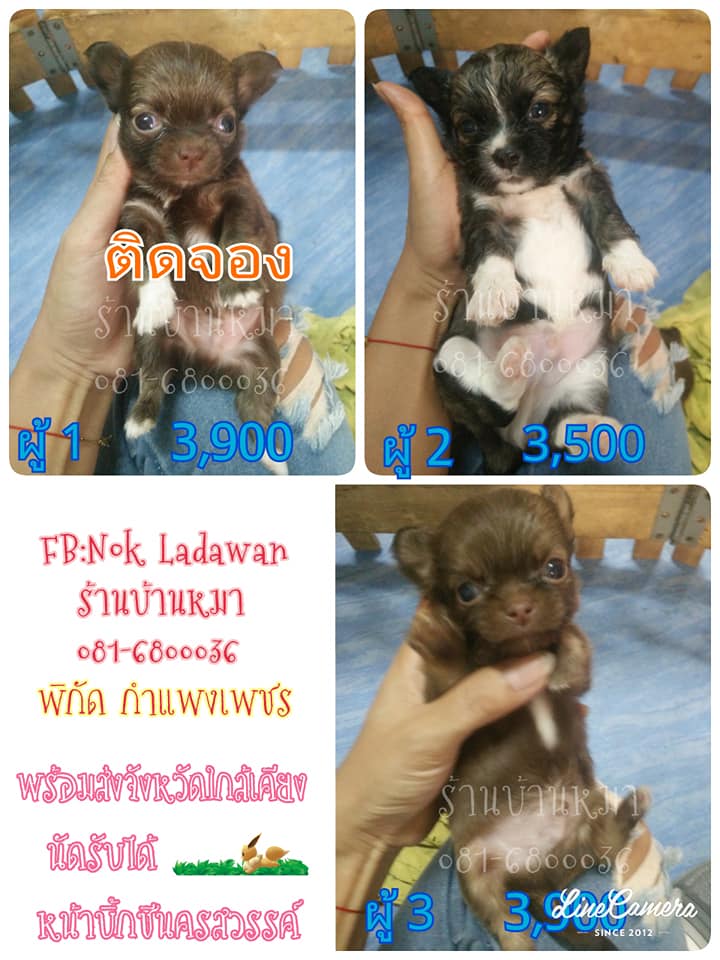 ขายชิวาวาลดราคาทุกตัวค่ะ จาก3,900เหลือ3,500