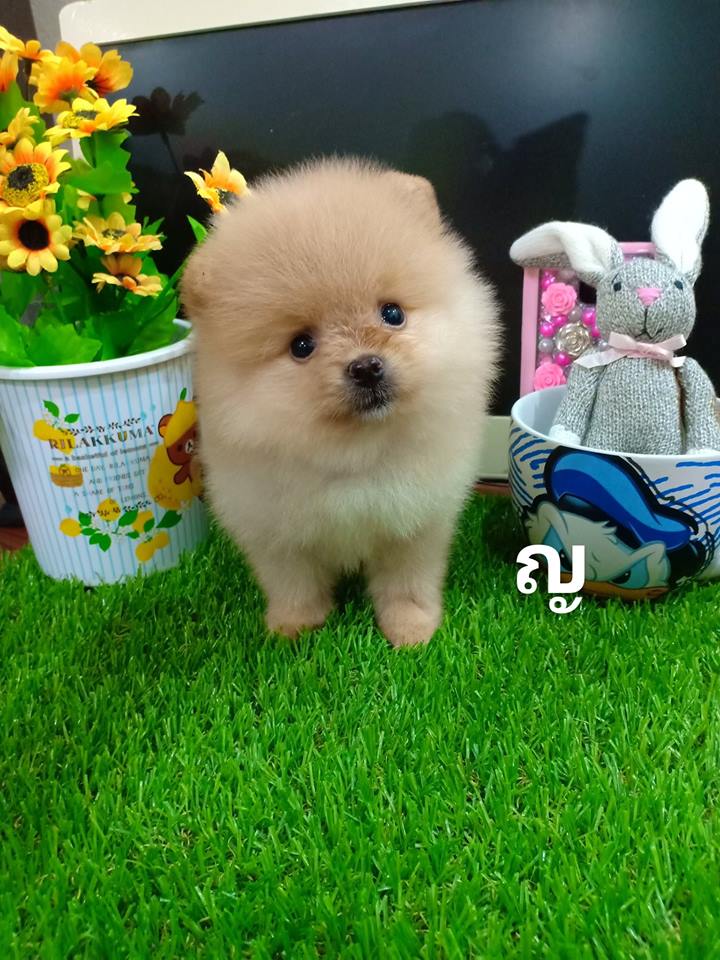 ขายปอมสายเลือดแบล็คแทน