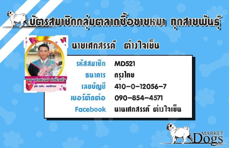 ขายโกเด้น อายุ 45 วัน ผู้ 1 เมีย 3 ตัว