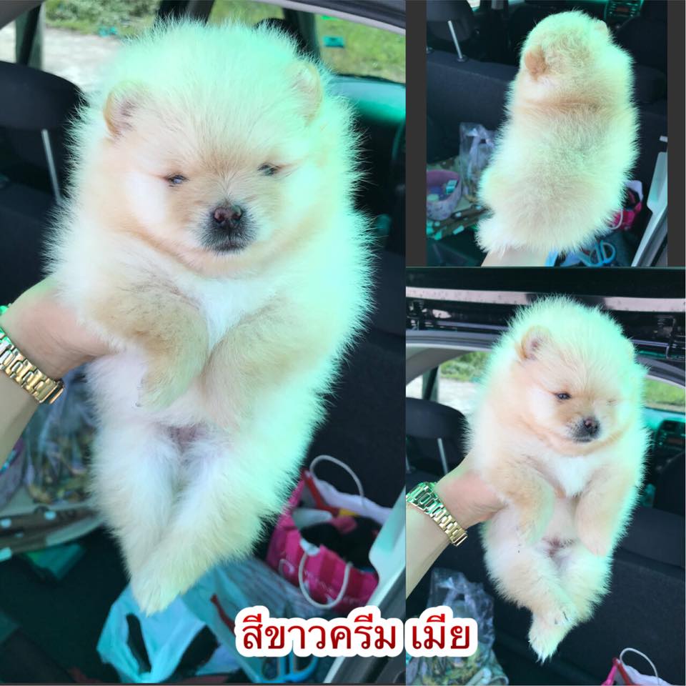 #เปิดจองๆ ปอมเมอเรเนียน หน้าหมี อายุ30วัน สีขาวครีม