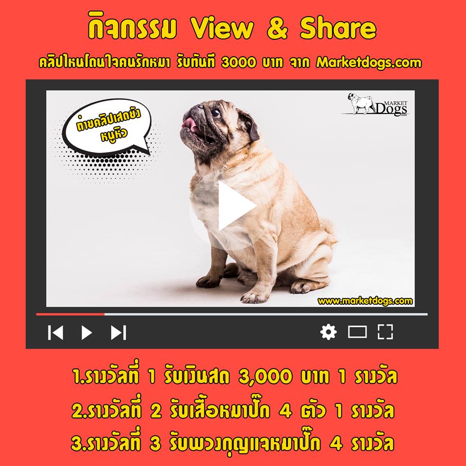 กิจกรรม View &amp; Share คลิปไหนโดนใจคนรักหมา รับทันที 3000 บาท