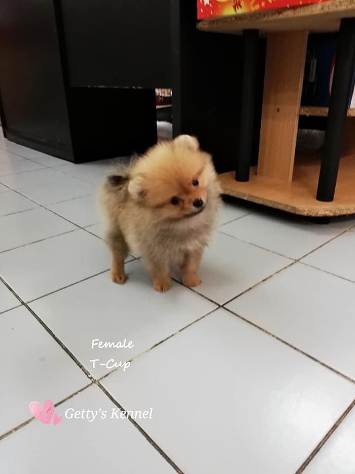 ขายปอมน่ารักๆ