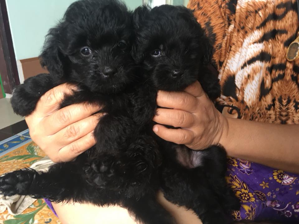 ขายพุดเดิ้ลผสมชิสุ อ้วนๆ ขนแน่น 2,500