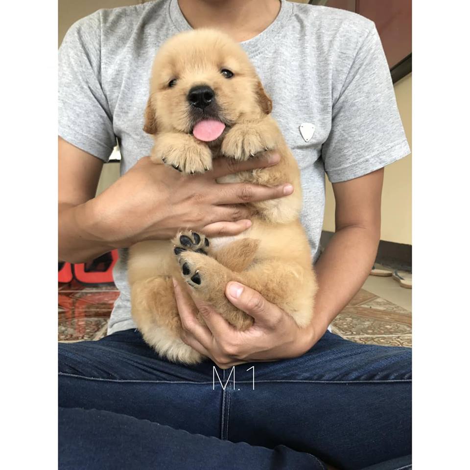 ขายลูกสุนัขโกเด้นแท้ 100% น่ารัก ซน กินเก่ง