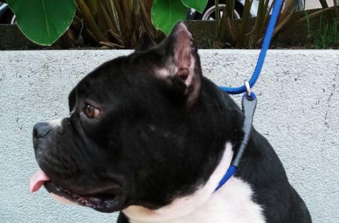 ขาย American bully