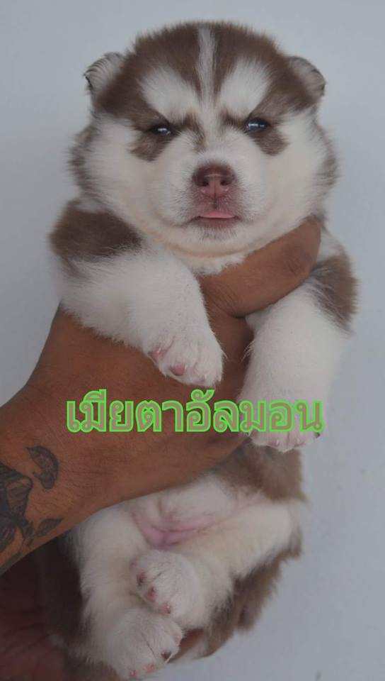 เปิดจองไซบีเรียนเด็กๆชุดใหม่สนใจตัวไหนสอบถามเข้ามาได้