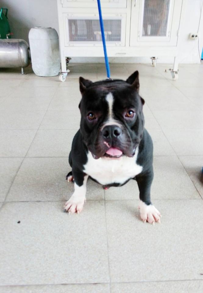 ขาย American bully