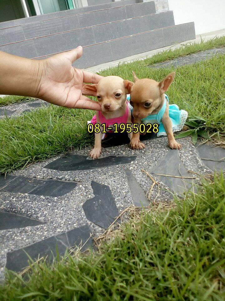 ขายน้องชิวาวา ไซส์เล็ก
