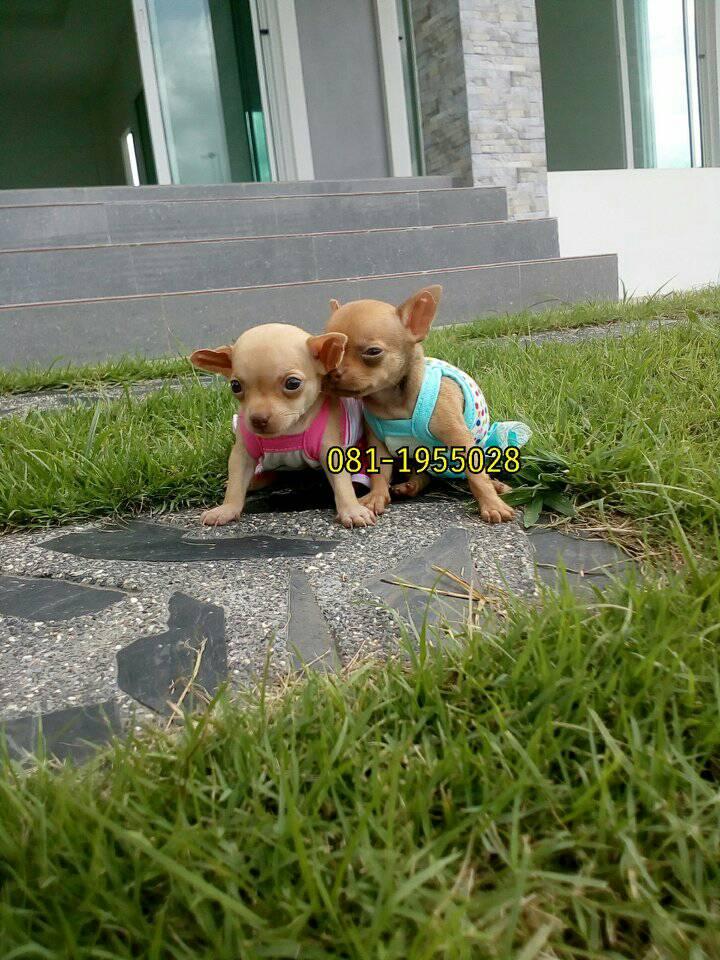 ขายน้องชิวาวา ไซส์เล็ก
