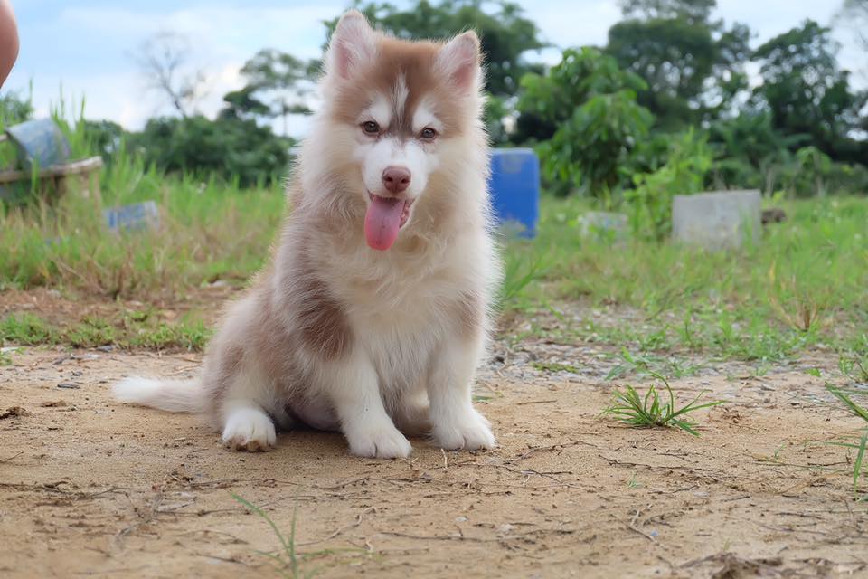ขายน้องไซบีเรียนเพศผู้หาบ้านค่ะราคาเบา