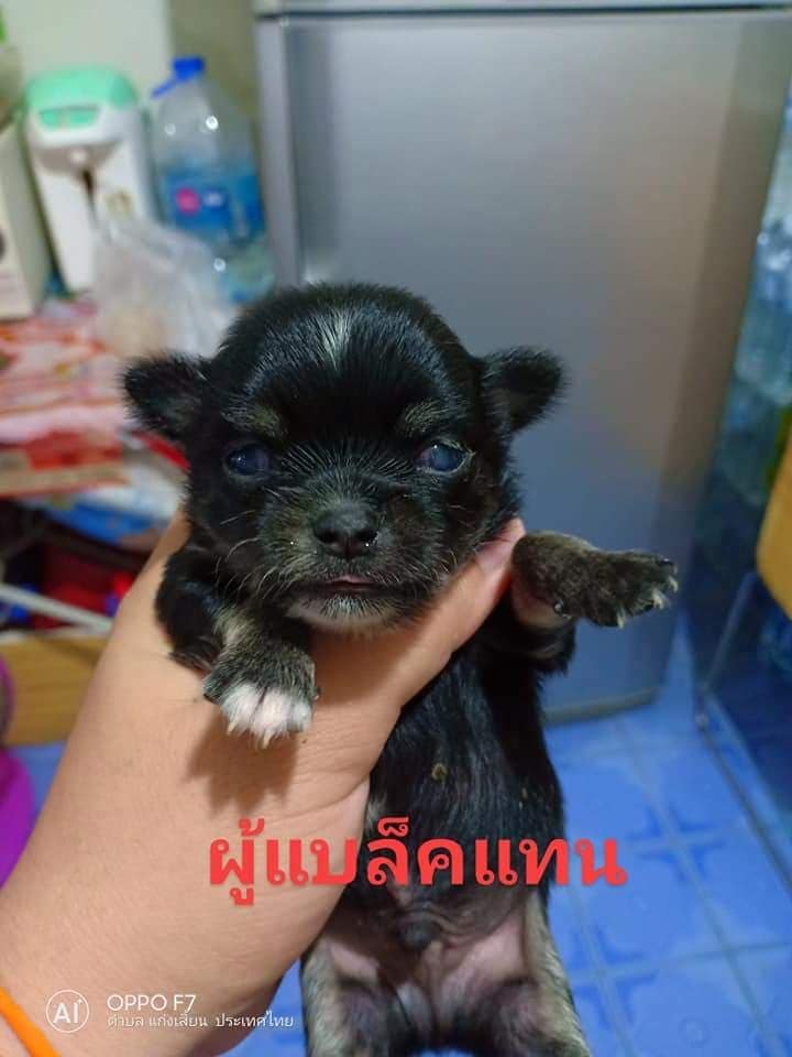 ขายชิวาว่าแท้ขนยาวค่ะ