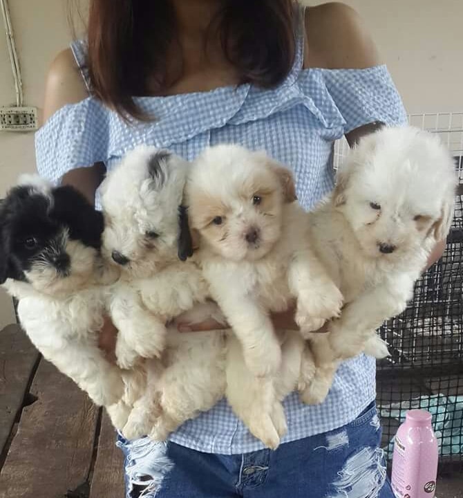 ขายชิสุพุดเดิ้ล 4 สาว