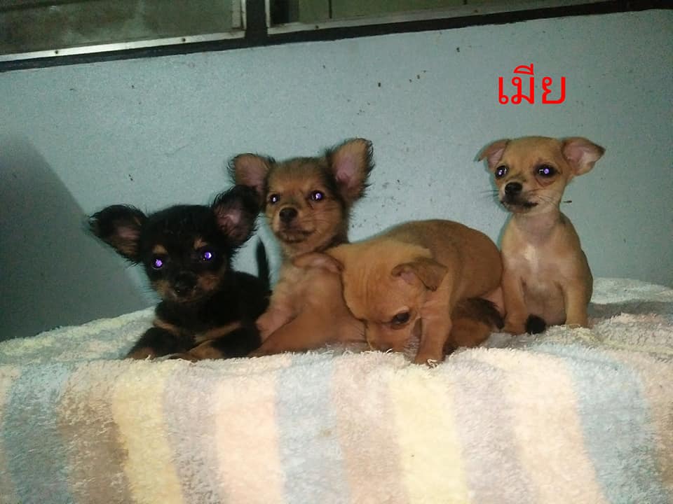 ขายชิวาวา ผู้ 3 เมีย 1 ค่าตัว 2500