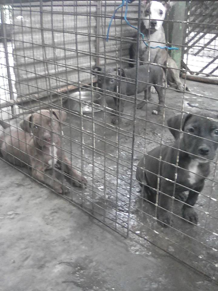 ขายลูกพิทบูล ถูกๆ3500ครับ