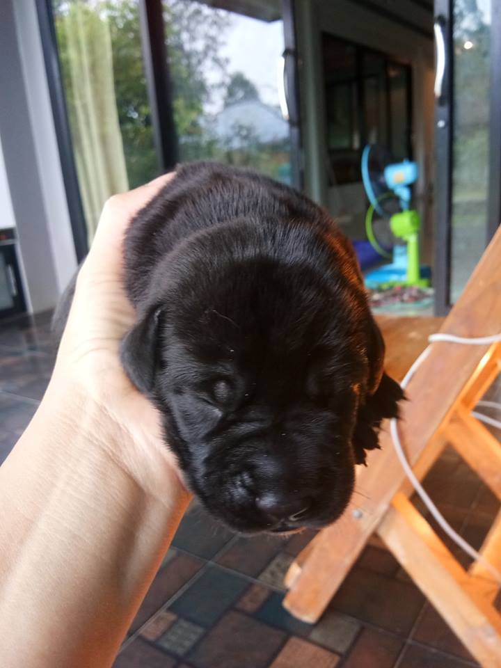 ขายลูกหมาพันธ🐕ุ์ เกรดเดนยักษ์ใหญ่ใจดี