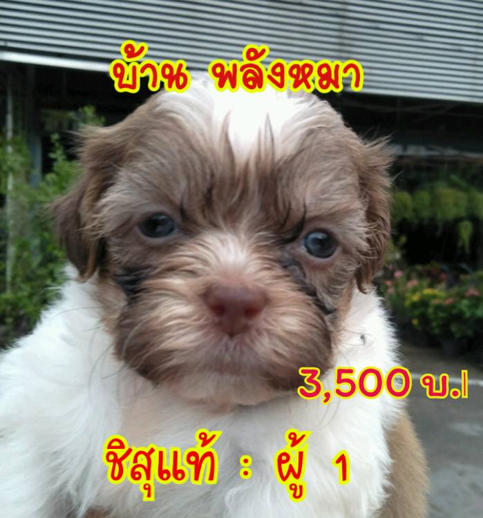 ขายชิสุแท้ 3,500/บีเกิ้ลแท้3,900/ลาบาดอร์ผสม1,500