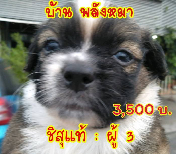 ขายชิสุแท้ 3,500/บีเกิ้ลแท้3,900/ลาบาดอร์ผสม1,500