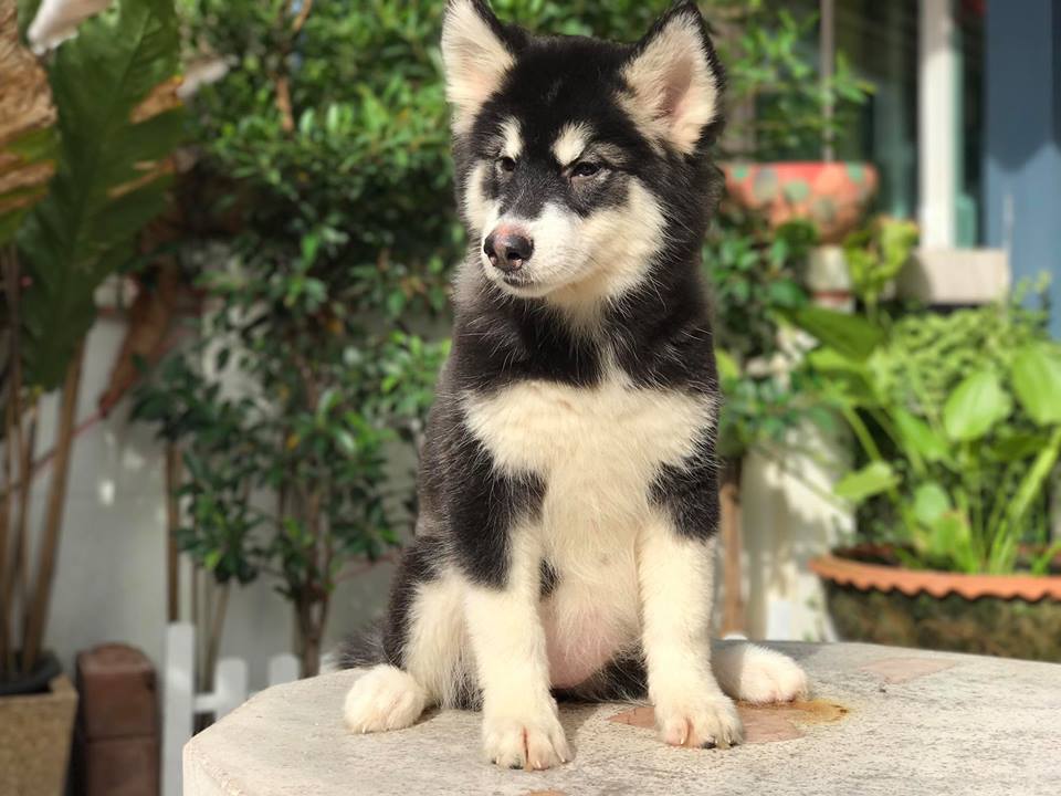 ขายลูกไซบีเรียน เพศเมีย 3 ตัวสุดท้าย