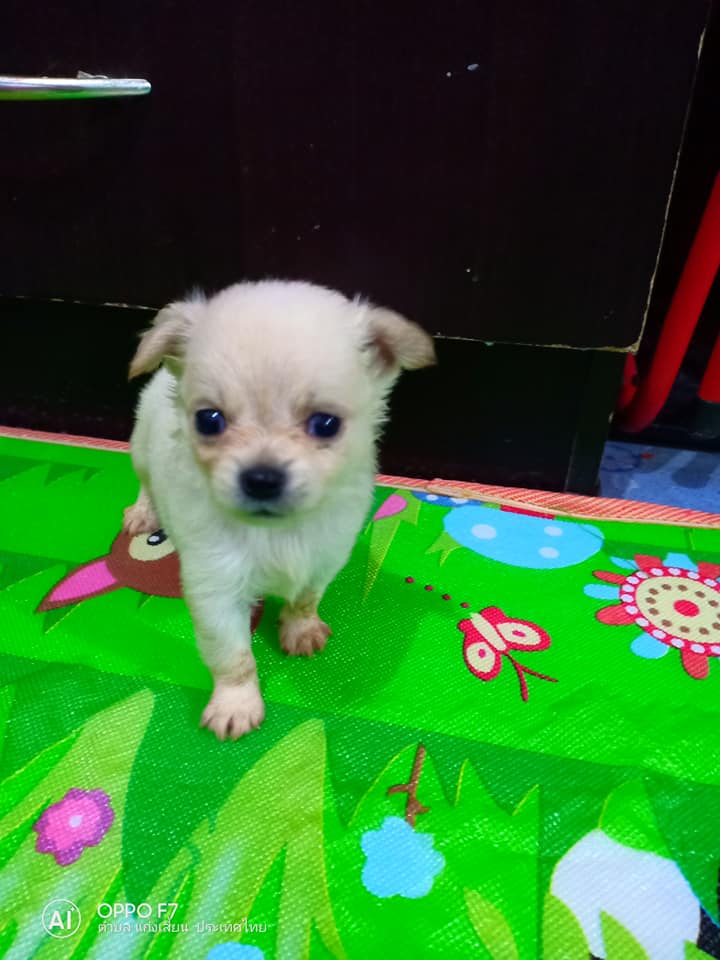 ขายชิวาว่าแท้ขนยาวค่ะ