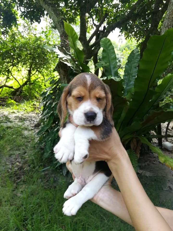 ขาย🐶🐶บีเกิ้ลสามสี เพศผู้