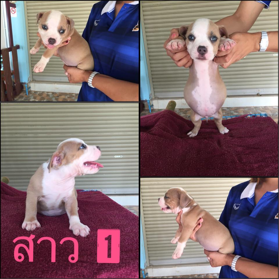 ขายลูกหมา (( บลูลี่ ไซด์ สแตนดาร์ด ))