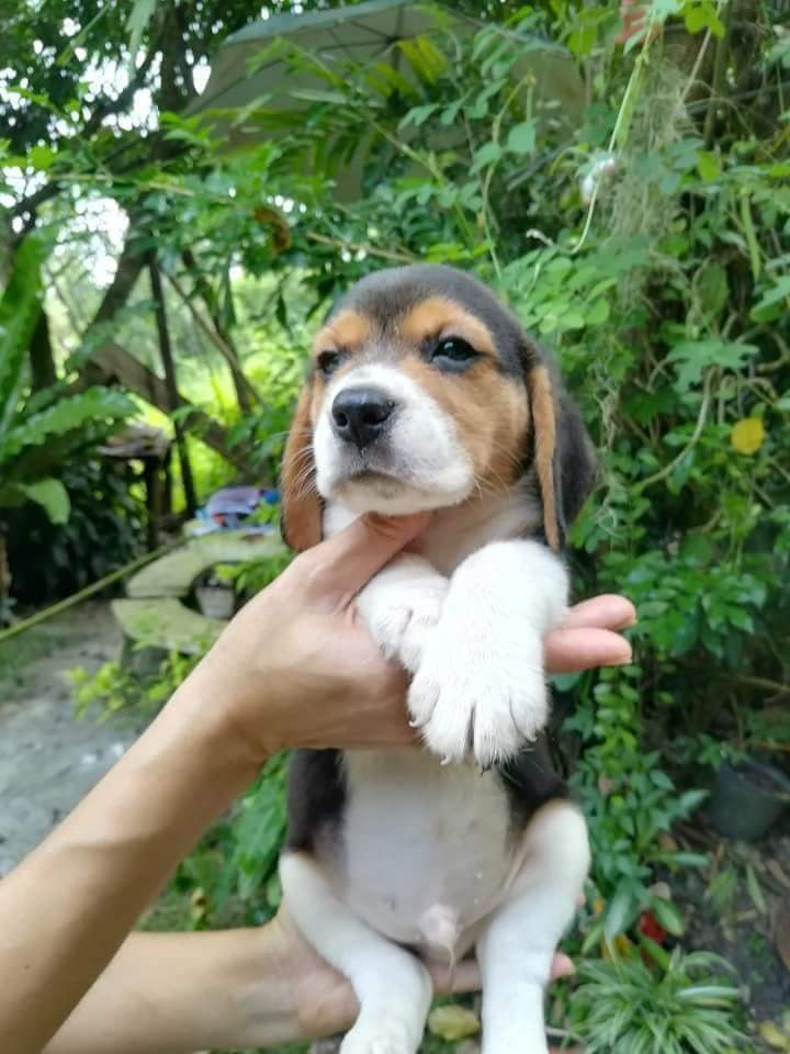 ขาย🐶🐶บีเกิ้ลสามสี เพศผู้