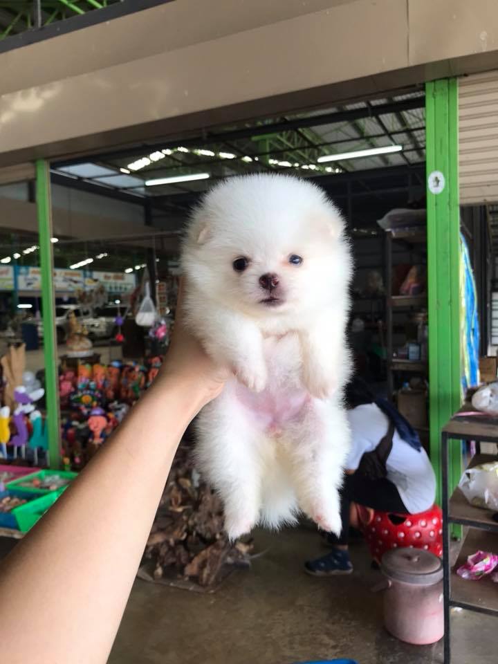 ขายปอม3สาวหน้าสั้นกุด หุ่นดี๊ดีตัวสั้นๆไม่ถึงคืบ
