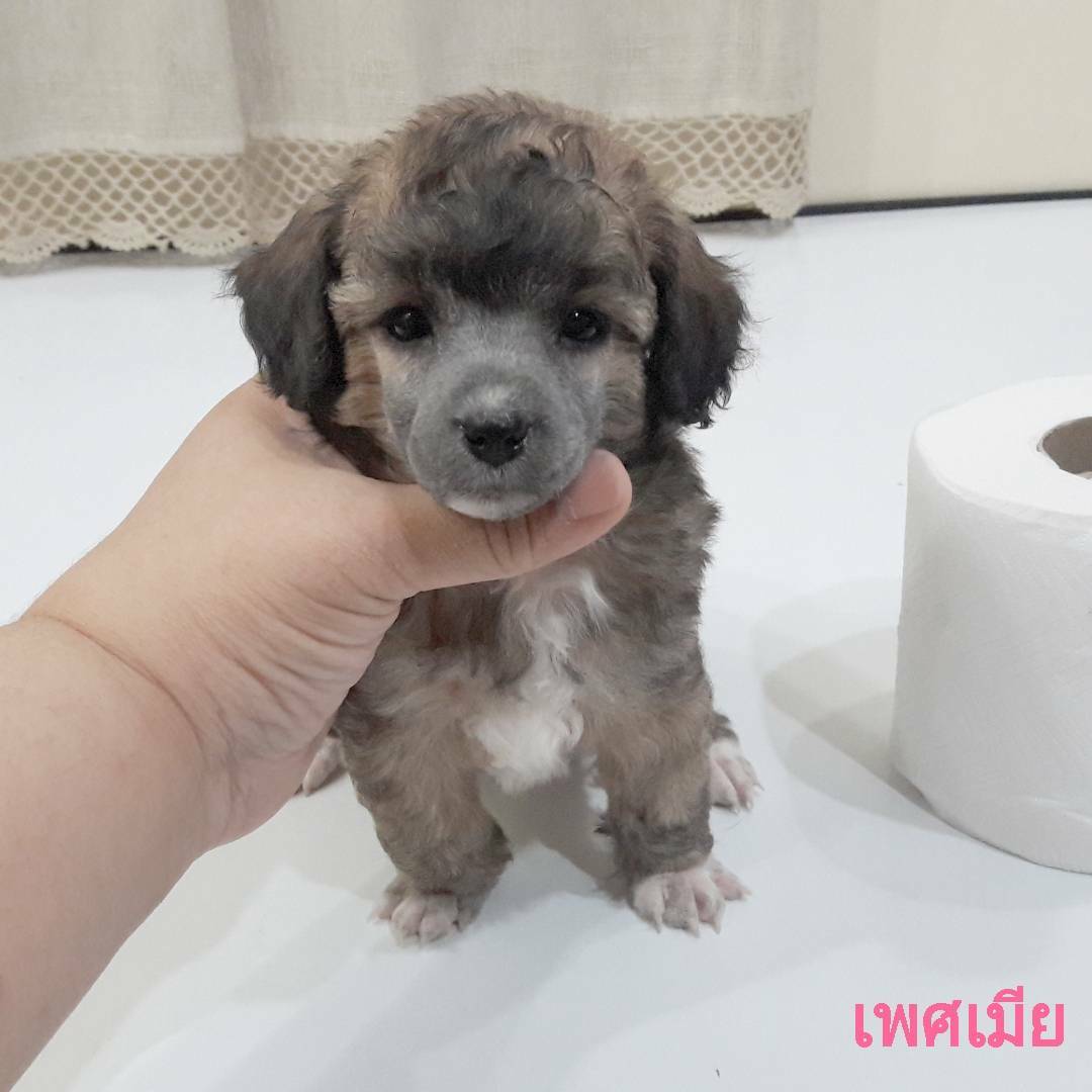 พุดเดิ้ลหน้าตุ๊กตา ไซด์ทอยเล็ก ด่วน!