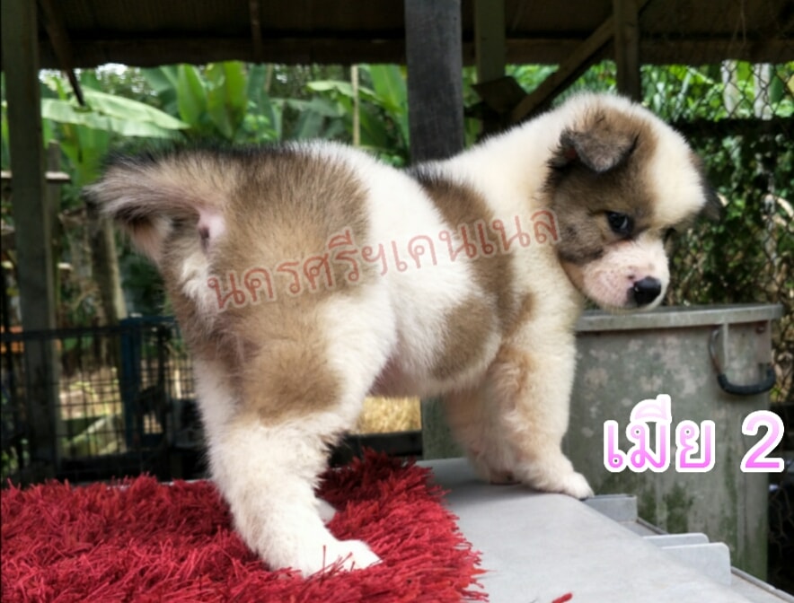 ขายบางแก้วแท้ มีใบเพด วัคซีนแล้ว