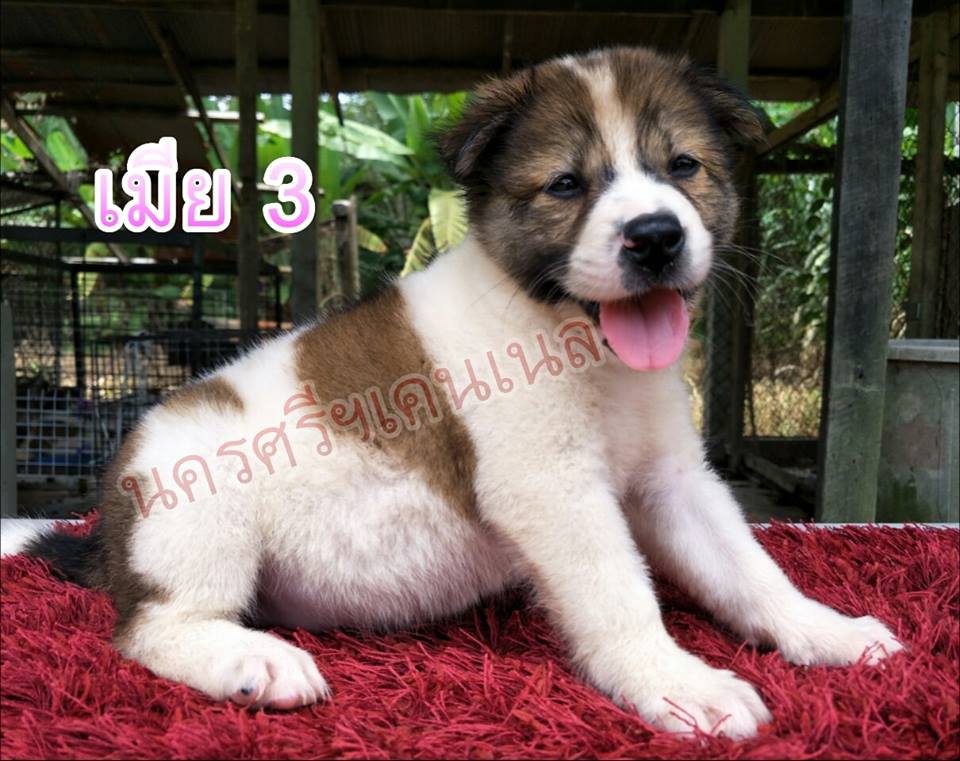 ขายบางแก้วแท้ มีใบเพด วัคซีนแล้ว