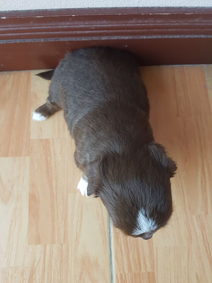 ขายลูกชิวาว่าขนยาวครับ