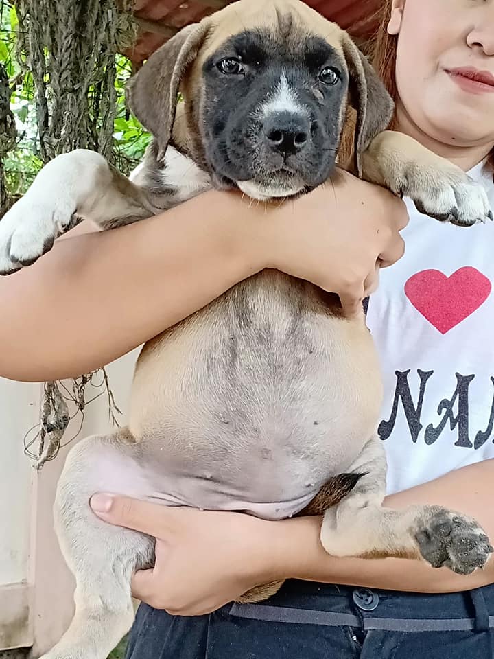 ขายอเมริกันพิทบูพ่อพิทบูแท้