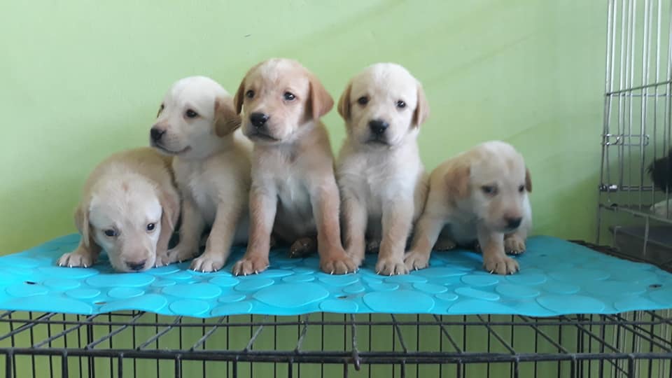 ลูกลาบาดอแท้ราคา3900ตัวผู้5ตัว