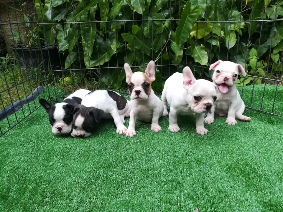 ขายน้อง🐕🐕เฟร้นบลูด๊อกเพศผู้และเมีย