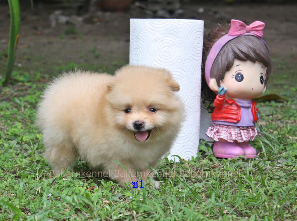 ขายน้องปอม เพศผู้ สีครีม อายุ 39 วัน พร้อมย้ายบ้านจ้าา