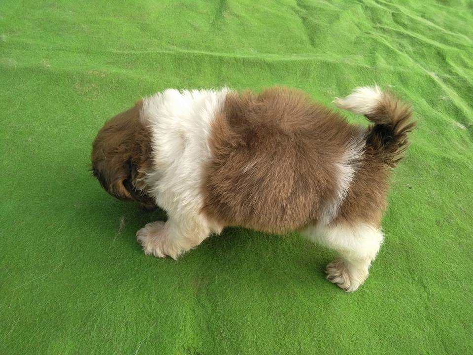 ขายชิสุแท้ ผู้ น่ารัก แสนรู้