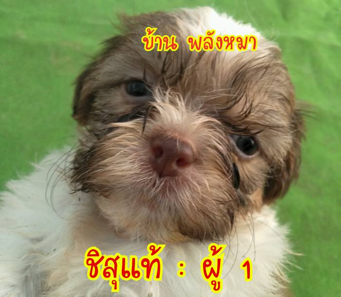 ขายชิสุแท้ ผู้ น่ารัก แสนรู้