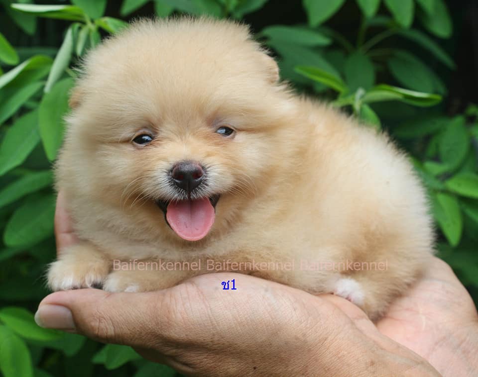 ขายน้องปอม เพศผู้ สีครีม อายุ 39 วัน พร้อมย้ายบ้านจ้าา