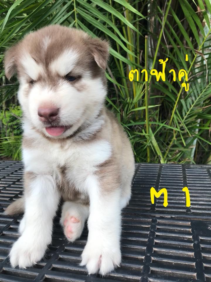 ขายไซบีเรียนวูดลี่พร้อมใบเพ็ด