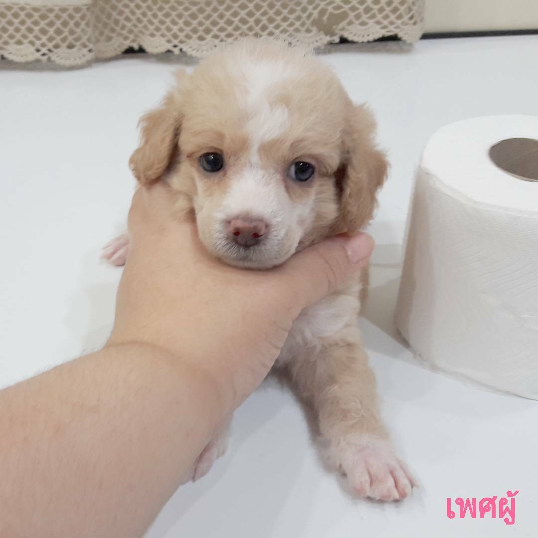 พุดเดิ้ลหน้าตุ๊กตา ไซด์ทอยเล็ก ด่วน!