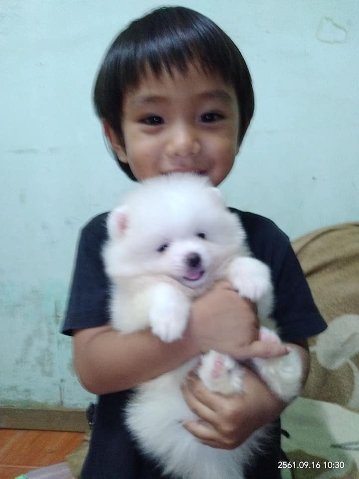 ปอมแท้เพศผู้ มาให้จับจองกันแล้วในราคาสุดพิเศษ เพียง 6500